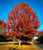 Oak Scarlet Native 3 Gallon