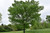 Elm American - Native 3 Gallon