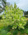 Grancy Graybeard (Fringe Tree) 5 Gallon