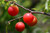 Plum Chickasaw 1 Gallon