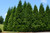 Arborvitae Green Giant 15 Gallon
