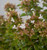 Abelia 'Rose Creek' 3 Gallon