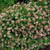 Abelia 'Rose Creek' 3 Gallon