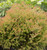 Arborvitae Fire Chief™ 2 Gallon