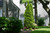 Arborvitae 'Emerald' 7 Gallon