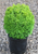 Boxwood Dwarf English 1 Gallon
