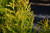 Arborvitae Forever Goldy 1 Gallon