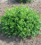 Boxwood Korean 36 Inch Ball/Burlap