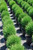 Arborvitae 'Hetz Midget' 3 Gallon