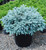 Blue Spruce 2 Gallon