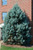 Cypress 'Carolina Sapphire' 5 Gallon