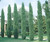 Cypress Italian 1 Gallon