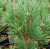 Mugo Pine