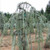 Cedar Atlas Pendula Serpentine 7 Gallon