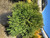 Cryptomeria 'Globosa Nana'3 Gallon