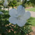 Althea White Pillar® 3 Gallon