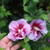 Althea Purple Pillar® 3 Gallon