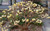 Edgeworthia Crysantha  5 Gallon