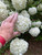 Viburnum 'Chinese Snowball' 1 Gallon