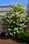 Viburnum 'Chinese Snowball' 7 Gallon