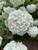 Viburnum 'Chinese Snowball' 7 Gallon