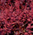 Barberry 'Crimson Pigmy' 2 Gallon