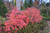 Fothergilla Mount Airy 3 Gallon
