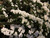 Spirea Bridal Wreath 'Reeves' #3