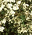 Spirea Bridal Wreath 'Reeves' #3
