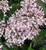 Lilac 'Miss Kim'