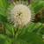 Buttonbush 3 Gallon