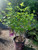 Buttonbush 3 Gallon