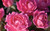 Rose Double Knock out® Pink    2 Gallon
