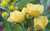 Rose Sunny Knock Out®    3 Gallon