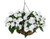 New Guinea Impatiens Hanging Basket 11 Inch