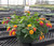 Lantana Hanging Basket 11 Inch