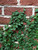 Creeping Fig 1 Quart