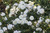Rose White Drift®   3 Gallon