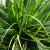 Grass Sedge 'Everdi' 1 Gallon