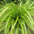 Grass Sedge Evercolor® Everlime 1 Gallon