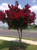 Crapemyrtle ' Dynamite' 15 Gallon