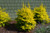 Ligustrum 'Sunshine' 3 Gallon