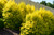 Ligustrum 'Sunshine' 3 Gallon