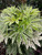 Fatsia 'Spider Web' 3 Gallon