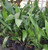 Cast Iron Plant 1 Gallon
