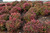 Nandina Dwarf 'Firepower' 1 Gallon