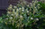 Fatsia Japonica 3 Gallon
