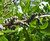 Wax Myrtle 3 Gallon
