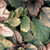 Ajuga reptans 'Burgundy Glow' 3.5 Inch