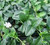 Vinca minor 'Alba' White